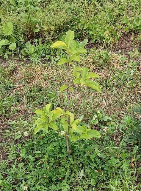 �L�@�͔|�A�����A�Ê`�̕c�؁A�P�N���P���{�}���[�S�[���h�Ԏ�{���S���S�̓����z���ł��_(^o^)�^ �� �y�b�g/��|/���|�� 