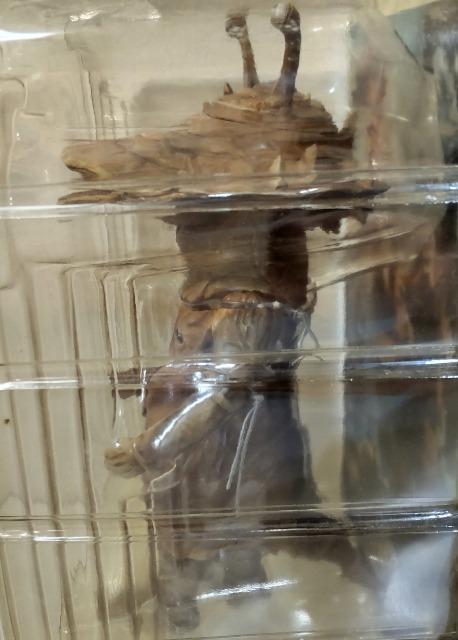 ウルトラQ 円谷プロ エクスプラス 大怪獣シリーズ カネゴン フィギュア < ホビー ウルトラQ 円谷プロ エクスプラス 大怪獣シリーズ カネゴン フィギュア < ホビーの