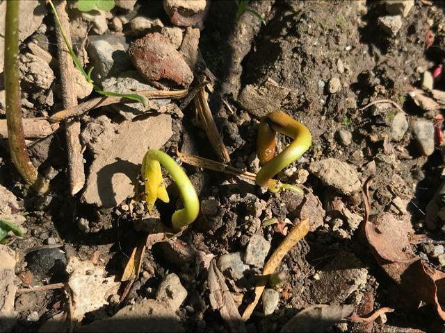 �M�B���I ���������`�̎�10���I�@�n���ƊÂ��Ĕ��������I �� �y�b�g/��|/���|�� 