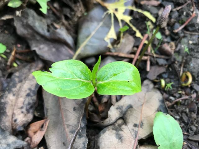 �M�B���I ���������`�̎�10���I�@�n���ƊÂ��Ĕ��������I �� �y�b�g/��|/���|�� 