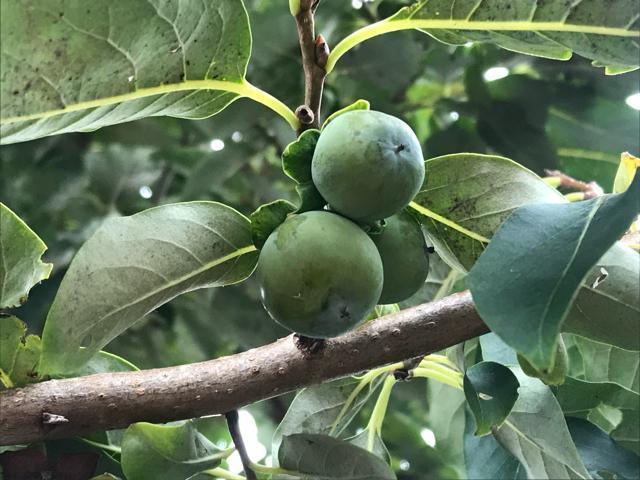 �M�B���I ���������`�̎�10���I�@�n���ƊÂ��Ĕ��������I �� �y�b�g/��|/���|�� 