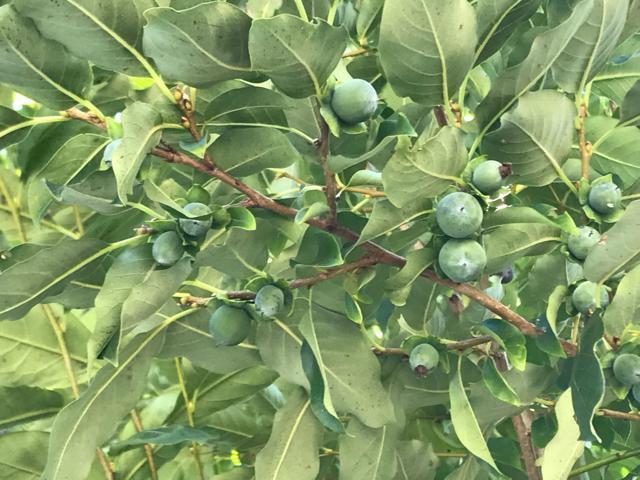 �M�B���I ���������`�̎�10���I�@�n���ƊÂ��Ĕ��������I �� �y�b�g/��|/���|�� 