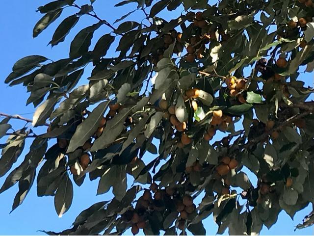 �M�B���I ���������`�̎�10���I�@�n���ƊÂ��Ĕ��������I �� �y�b�g/��|/���|�� 