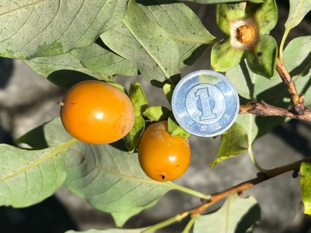 �M�B���I ���������`�̎�10���I�@�n���ƊÂ��Ĕ��������I �� �y�b�g/��|/���|�� 