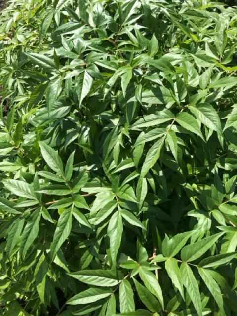 qEKgEL({RlQ)̎100ȏ(mFς݁I)  ybg/|/| 