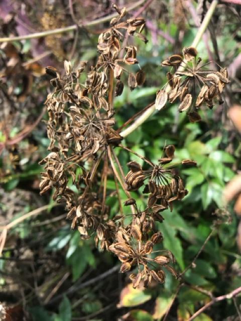 qEKgEL({RlQ)̎100ȏ(mFς݁I)  ybg/|/| 