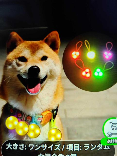 ペット用 LEDライト 首輪チャーム 赤色 シリコン製 1個 < ペット/手芸/園芸 ペット用 LEDライト 首輪チャーム 赤色 シリコン製 1個 < ペット/手芸/園芸の