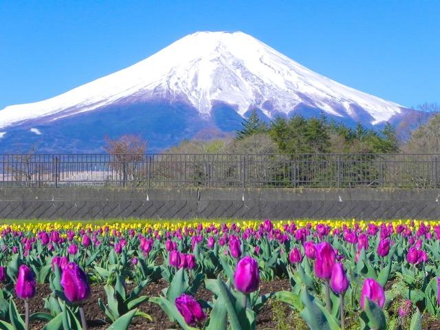 世界遺産 富士山とチューリップ畑2 写真 A4又は2L版 額付き < ホビー  世界遺産 富士山とチューリップ畑2 写真 A4又は2L版 額付き  < ホビーの