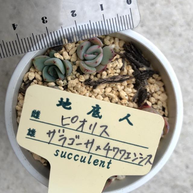 sIX~(US[T~`GVX)  蔭 nl   ybg/|/| 