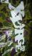 ڹ޴ ʕ ڼެ Vi