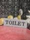 (20) TOILET  gCv[g  Se[vt CXg[fR LL AN