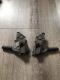 CBR250RR mc22  ^f Xebv E Zbg