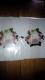 Velnica~޸Premier  BridesgThank youh 2