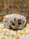 glCi[}XN@|pCEI[u@
