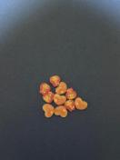 �}�C�����n�[�g�@�L�e�B�}�C�����@2��@�l�C���p�[�c