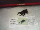 フルタ 日本の動物1  オオクワガタ 黒いダイヤ