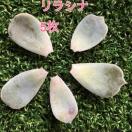 �����V�i �t���� �t�}�� 5�� ���� �����A�� A