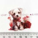 �R���[�W���V�[���@�o�����^�C���@277