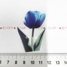 �`���[���b�v�̃R���[�W���V�[���@350