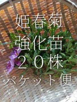 �P�t�e�̋����c�Q�O���Z�b�g�{���S���S�����z���ł��_(^o^)�^