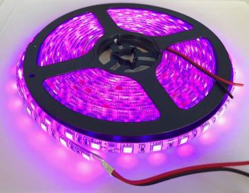 24V LED e[v 5m  3`bv5050smd 300A sN p[v