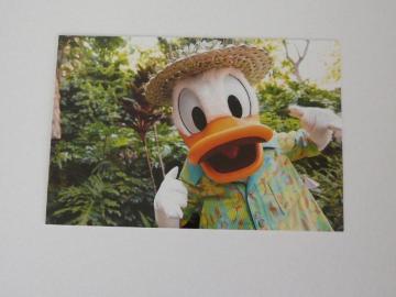 ディズニー ドナルド ドナルドダック ハワイ アウラニ ディズニーリゾート ポストカード