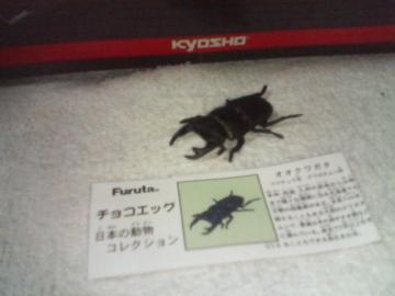 フルタ 日本の動物1  オオクワガタ 黒いダイヤ