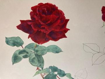 ���R�J�f�ڐ��@�u�񕪍��v�@�z���p�}��(�_���X�A�@��V���E�K�N)�Q���t