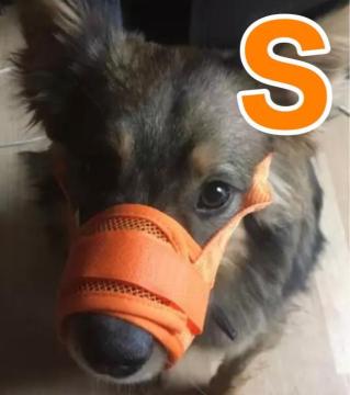 犬用 口輪 オレンジS