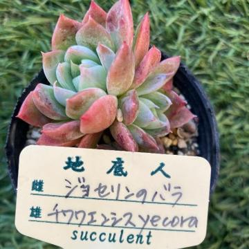 WZ̃o~`GVXyecora c nl  WZo