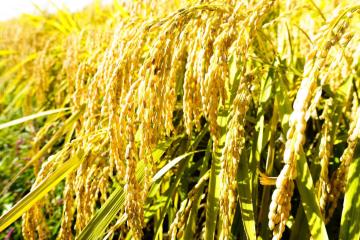 2025�N�{�錧�Y�u�ЂƂ߂ڂ�v���ā@10�s