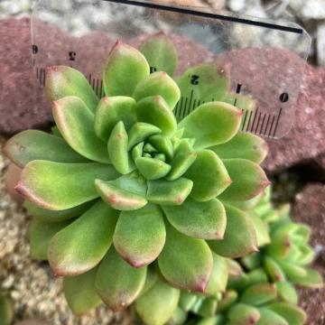 �}�b�R�X �J�b�g�c ���� �����A��