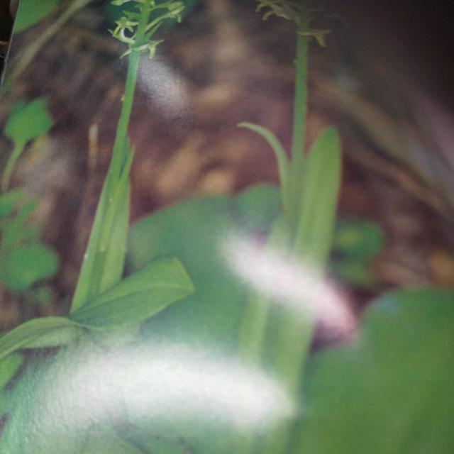 �R���̖쐶���� �� �A�j��/�R�~�b�N/�L�����N�^�[�� 