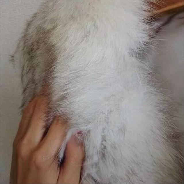 ◆SAGA FOX/ブルーフォックスショール◆成人式*結婚式*着物★高級感!! < 女性ファッション  ◆SAGA FOX/ブルーフォックスショール◆成人式*結婚式*着物★高級感!! < 女性ファッションの