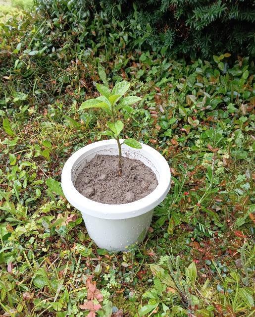 Ê`Ɣ~̖؂̎U{}[S[hԎ{Iׂei{Sł_(^o^)^  ybg/|/| 