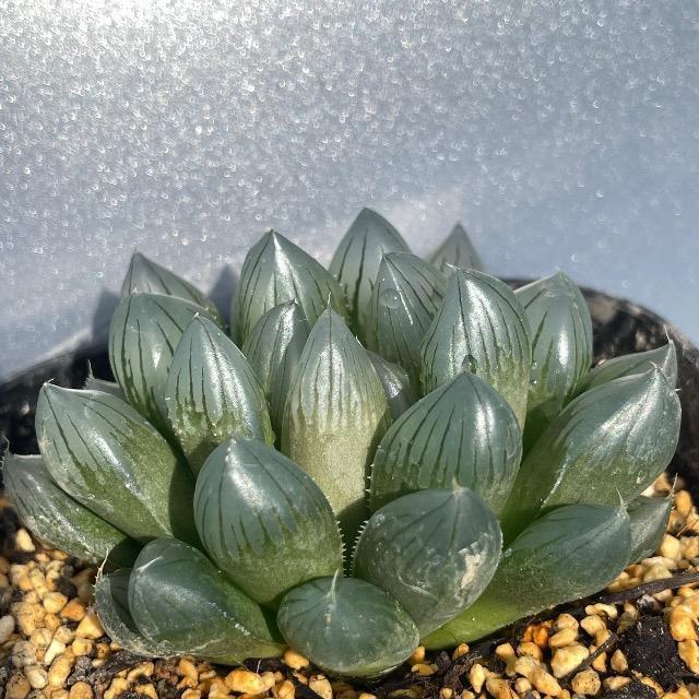 ブラックオブツーサ ハオルチハオルシア 多肉 多肉植物 抜き苗 大きめ オブツーサ < ペット/手芸/園芸  ブラックオブツーサ ハオルチハオルシア 多肉 多肉植物 抜き苗 大きめ オブツーサ  < ペット/手芸/園芸の