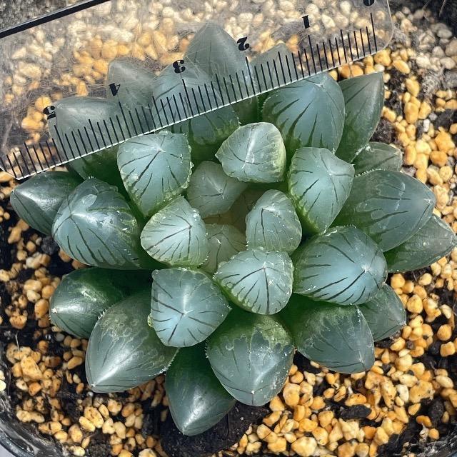 ブラックオブツーサ ハオルチハオルシア 多肉 多肉植物 抜き苗 大きめ オブツーサ < ペット/手芸/園芸  ブラックオブツーサ ハオルチハオルシア 多肉 多肉植物 抜き苗 大きめ オブツーサ < ペット/手芸/園芸の