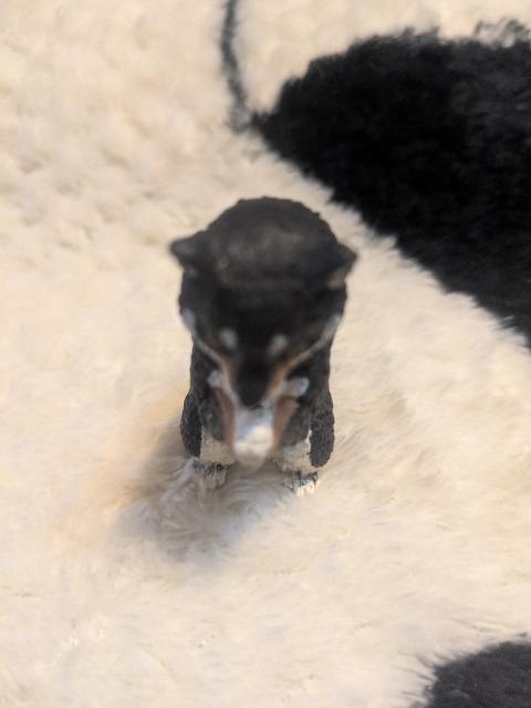 合掌 犬拝 柴犬 ガチャガチャ < ホビー 合掌 犬拝 柴犬 ガチャガチャ < ホビーの