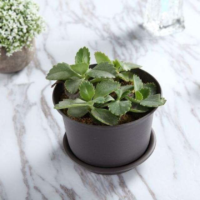 プラスチック製 植木鉢ダークグレー 10点セット < ペット/手芸/園芸  プラスチック製 植木鉢ダークグレー 10点セット < ペット/手芸/園芸の