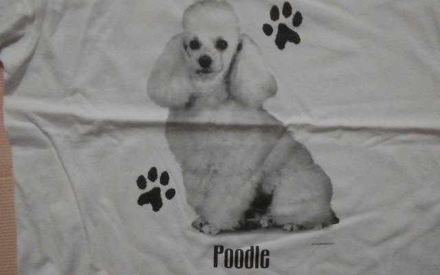 Vi@Poodlle  v[h@t[TCY  jt@bV 