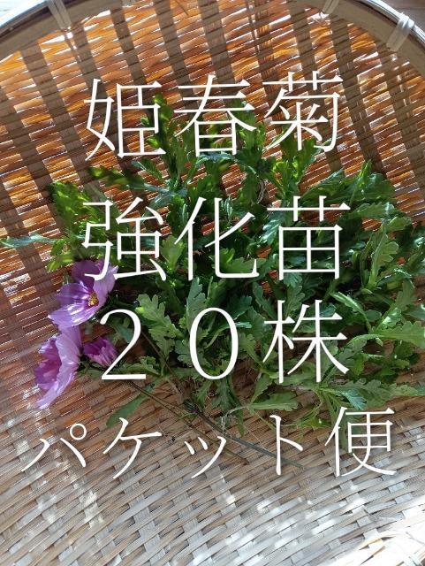 姫春菊の強化苗20株セット+安心安全匿名配送です\(^o^)/ < ペット/手芸/園芸 姫春菊の強化苗20株セット+安心安全匿名配送です\(^o^)/ < ペット/手芸/園芸の