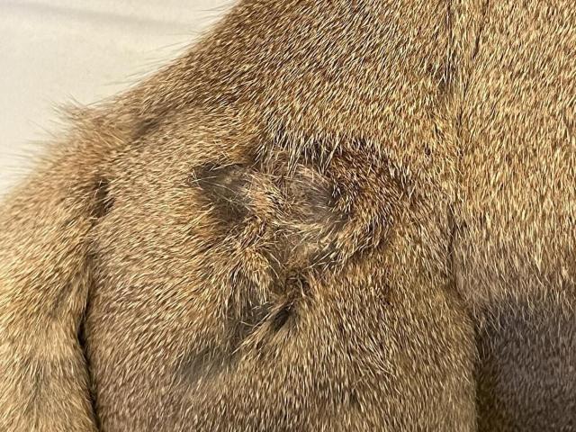 □【ショール】毛皮□ < 女性ファッション  □【ショール】毛皮□ < 女性ファッションの