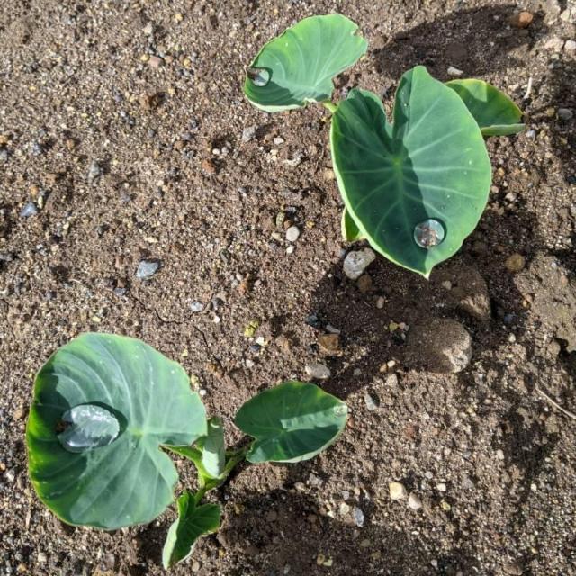 �����̎�q�Q�O���{���S���S�����z���ł��_(^o^)�^ �� �y�b�g/��|/���|�� 