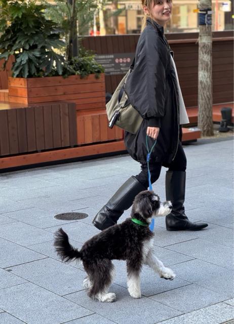 ���ɔ��i���r�A�Y���[�~SAMPO��DOG�v�����g�o�b�O���g�[�g�o�b�N���J�[�L�� �� �u�����h�� 