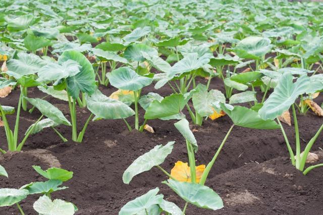 里芋の種子50粒+安心安全匿名配送です\(^o^)/ < ペット/手芸/園芸 里芋の種子50粒+安心安全匿名配送です\(^o^)/ < ペット/手芸/園芸の