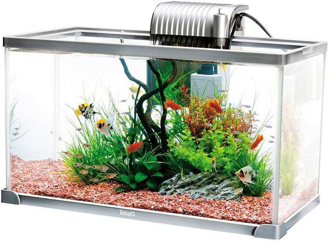 eg (Tetra) ANAEZbg   ybg/|/| 