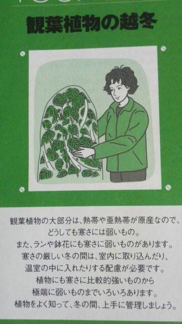 ガーデニング、観葉植物の越冬冊子 < ペット/手芸/園芸 ガーデニング、観葉植物の越冬冊子 < ペット/手芸/園芸の
