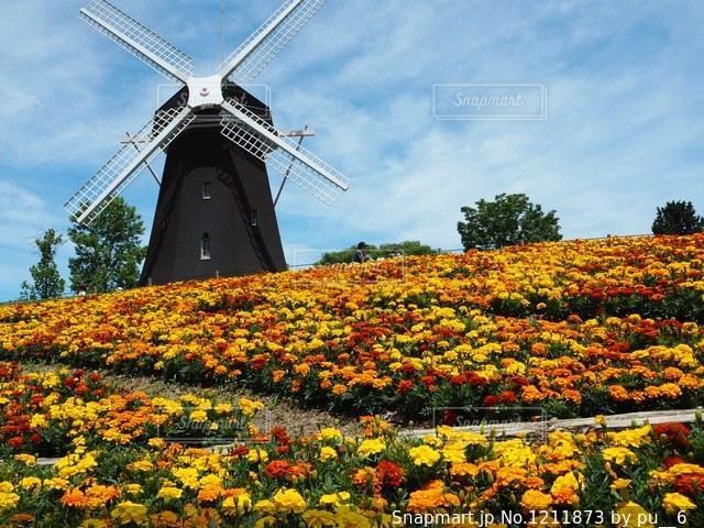 天然マリーゴールド花種、大量千粒+安心安全匿名配送です\(^o^)/ < ペット/手芸/園芸 天然マリーゴールド花種、大量千粒+安心安全匿名配送です\(^o^)/ < ペット/手芸/園芸の