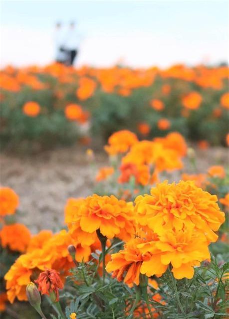 天然マリーゴールド花種、大量千粒+安心安全匿名配送です\(^o^)/ < ペット/手芸/園芸 天然マリーゴールド花種、大量千粒+安心安全匿名配送です\(^o^)/ < ペット/手芸/園芸の