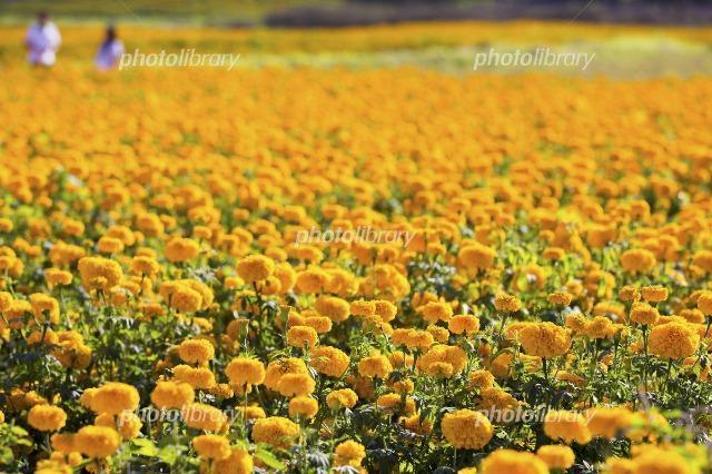 天然マリーゴールド花種、大量千粒+安心安全匿名配送です\(^o^)/ < ペット/手芸/園芸 天然マリーゴールド花種、大量千粒+安心安全匿名配送です\(^o^)/ < ペット/手芸/園芸の
